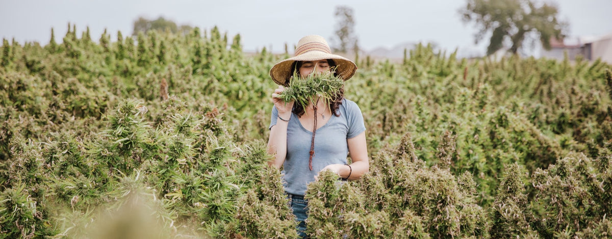 Herbalist Ella Usdin Harvests CBD Hemp Cannabis