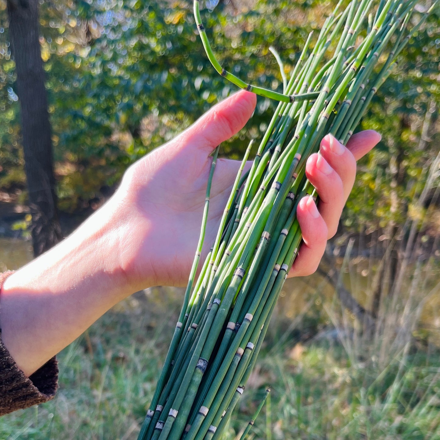 Horsetail Tincture