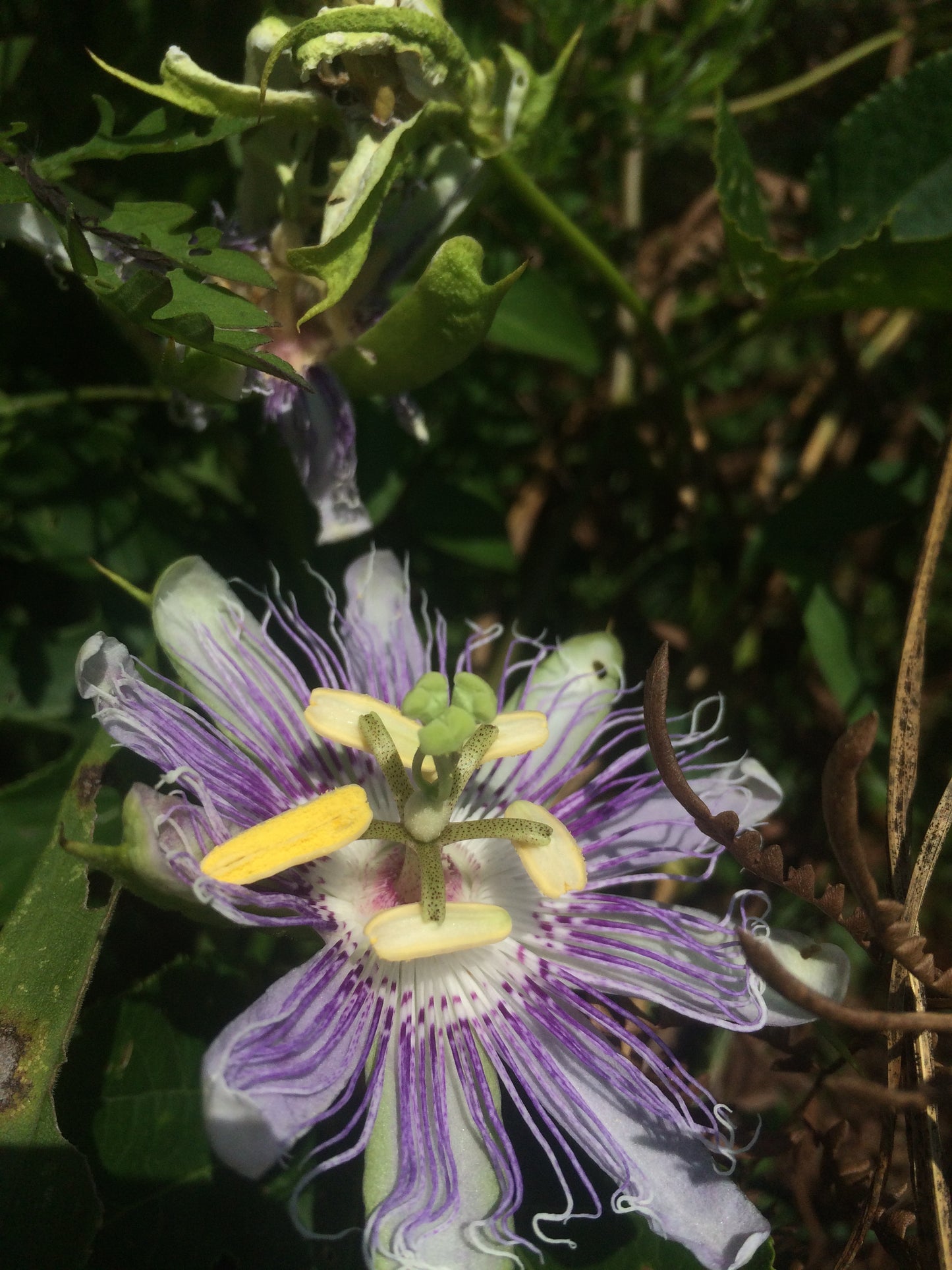 Passionflower Tincture