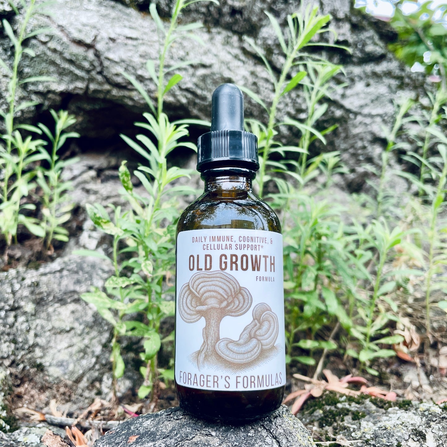 Old Growth | Forager's Formulas | Mushroom Tincture Blend