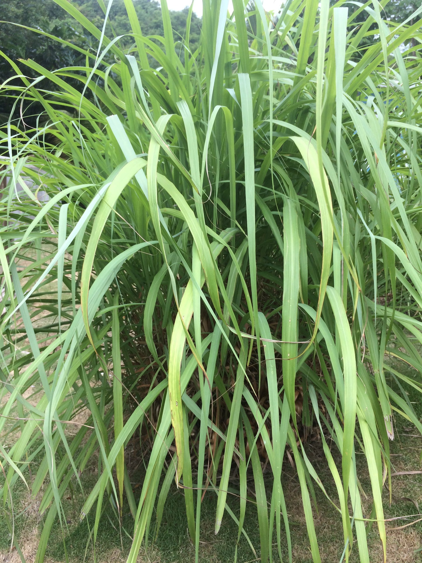 Lemongrass Tincture