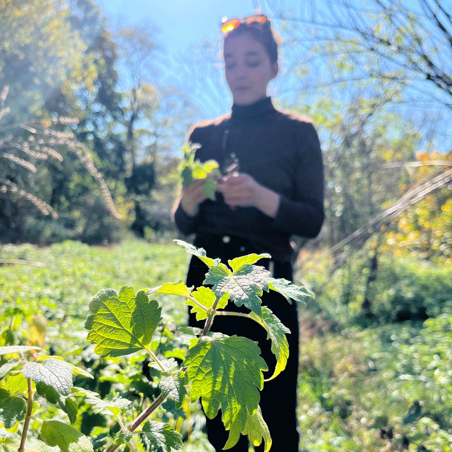 Motherwort Tincture