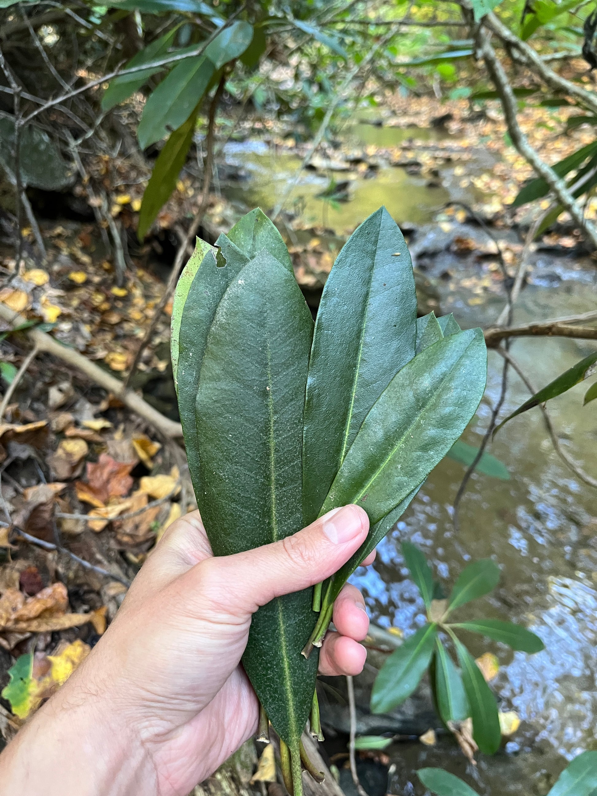 We use rhododendron leaf in our bites, stings and itches salve.