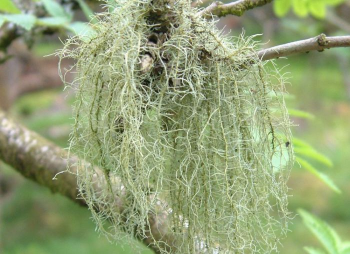 Usnea Tincture