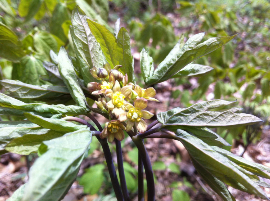 Blue Cohosh Glycerite