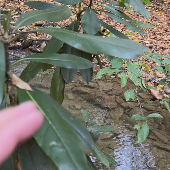 Foraging rhododenron leaf for our bites, stings and itches salve. 