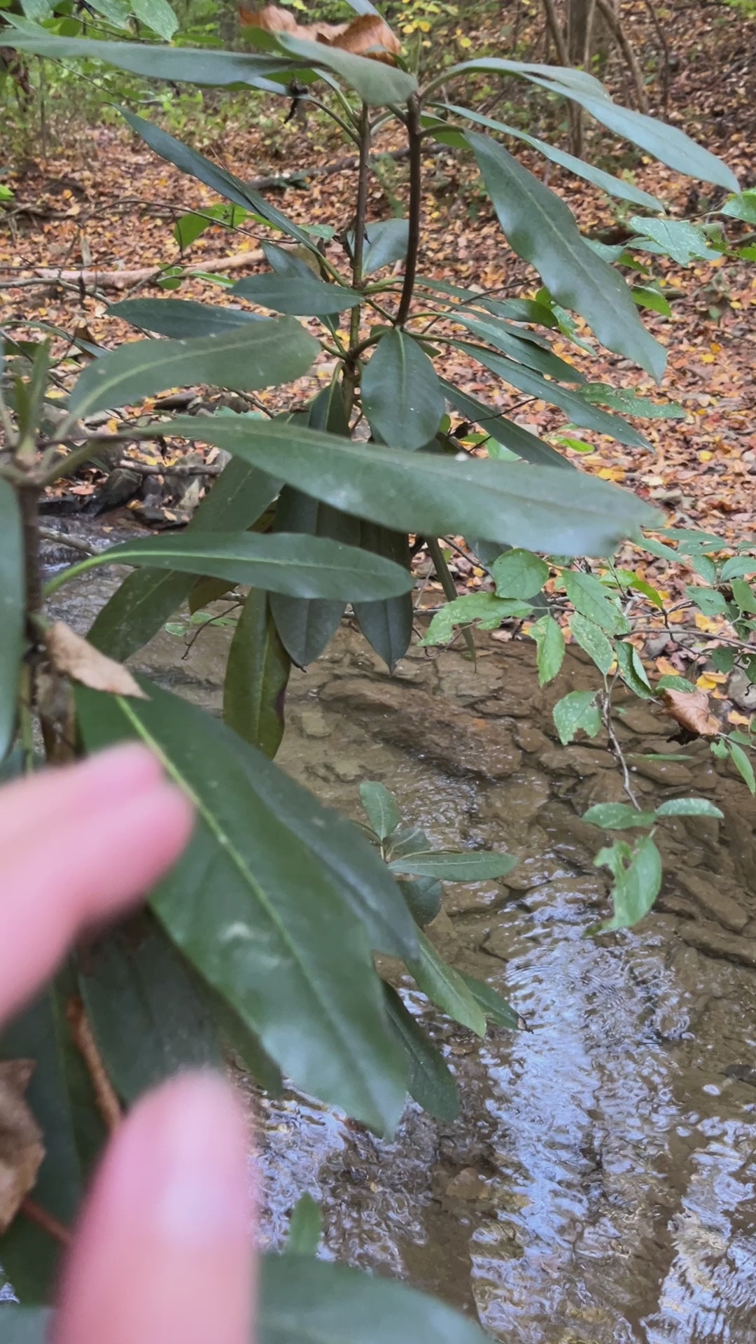 Foraging rhododenron leaf for our bites, stings and itches salve. 