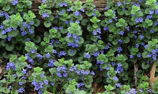 Ground Ivy Tincture