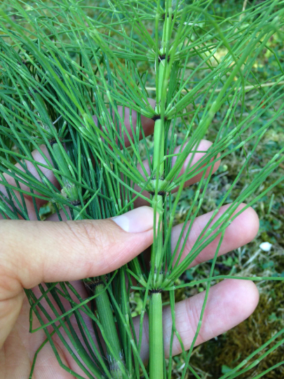 Horsetail Tincture