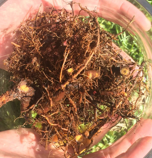 Barberry Root Tincture