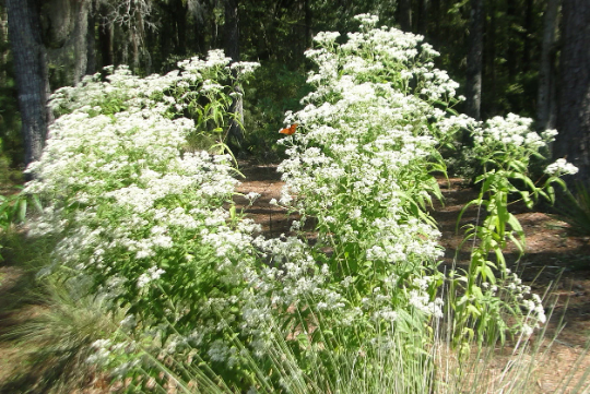 Boneset Tincture