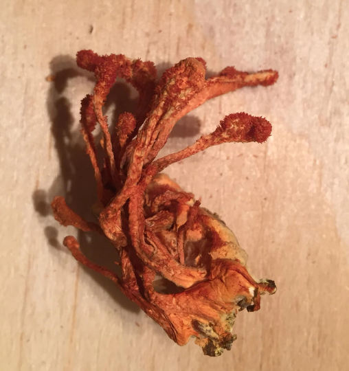 Cordyceps Tincture