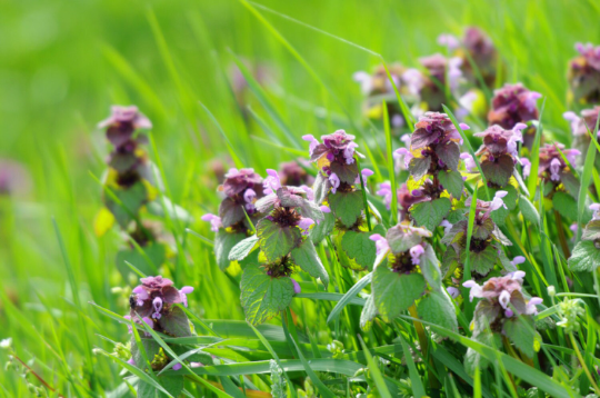 Dead Nettle Tincture