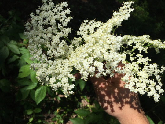 Elderflower Tincture