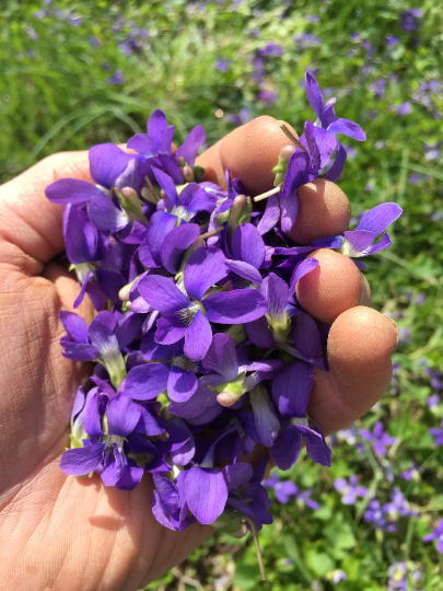 Violet Tincture